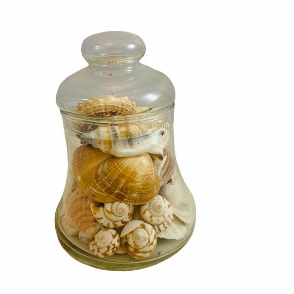 #4400 Glass jar withlid contains small sea shells - Picture 1 of 7